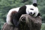 Death Panel Proposed for Pandas